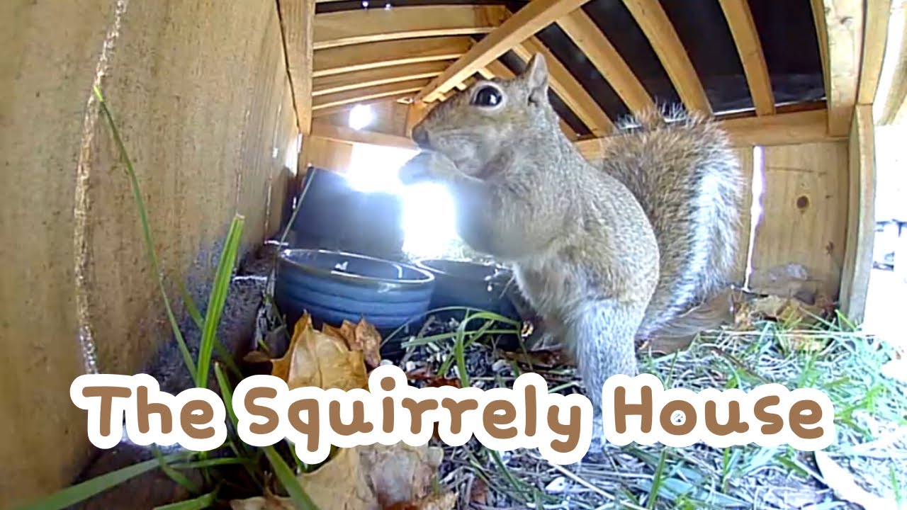 The Squirrely House - A Beautiful Day