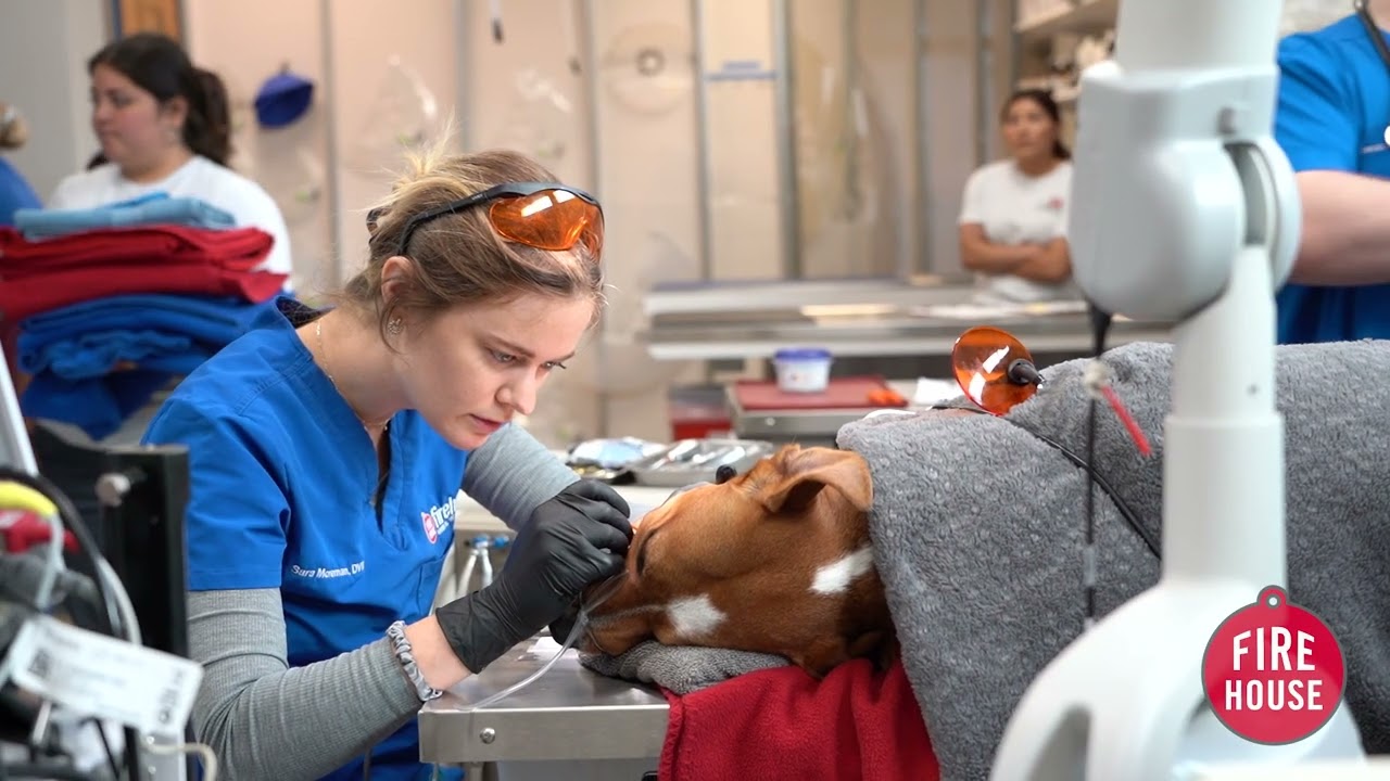 Professional Pet Dental Cleanings: why do we need X-rays of your pet's teeth