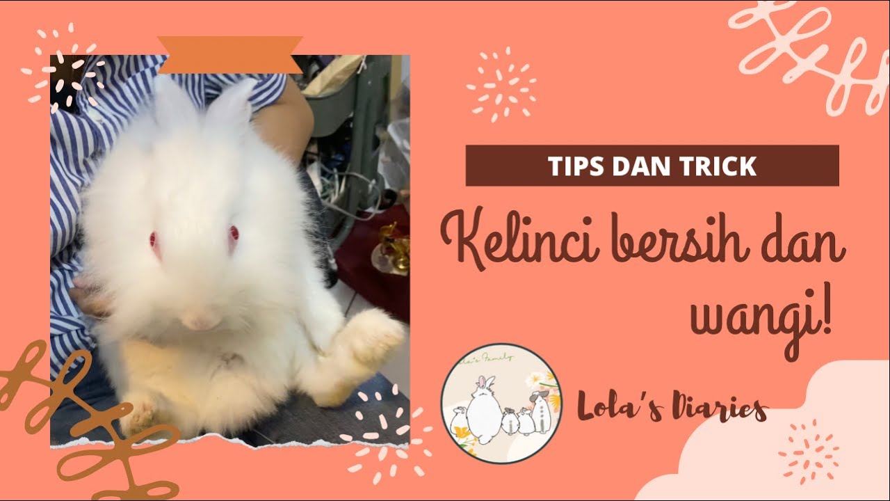 MEMANDIKAN KELINCI | KELINCI BERSIH DAN WANGI DENGAN MANDI KERING // GROOMING RABBIT