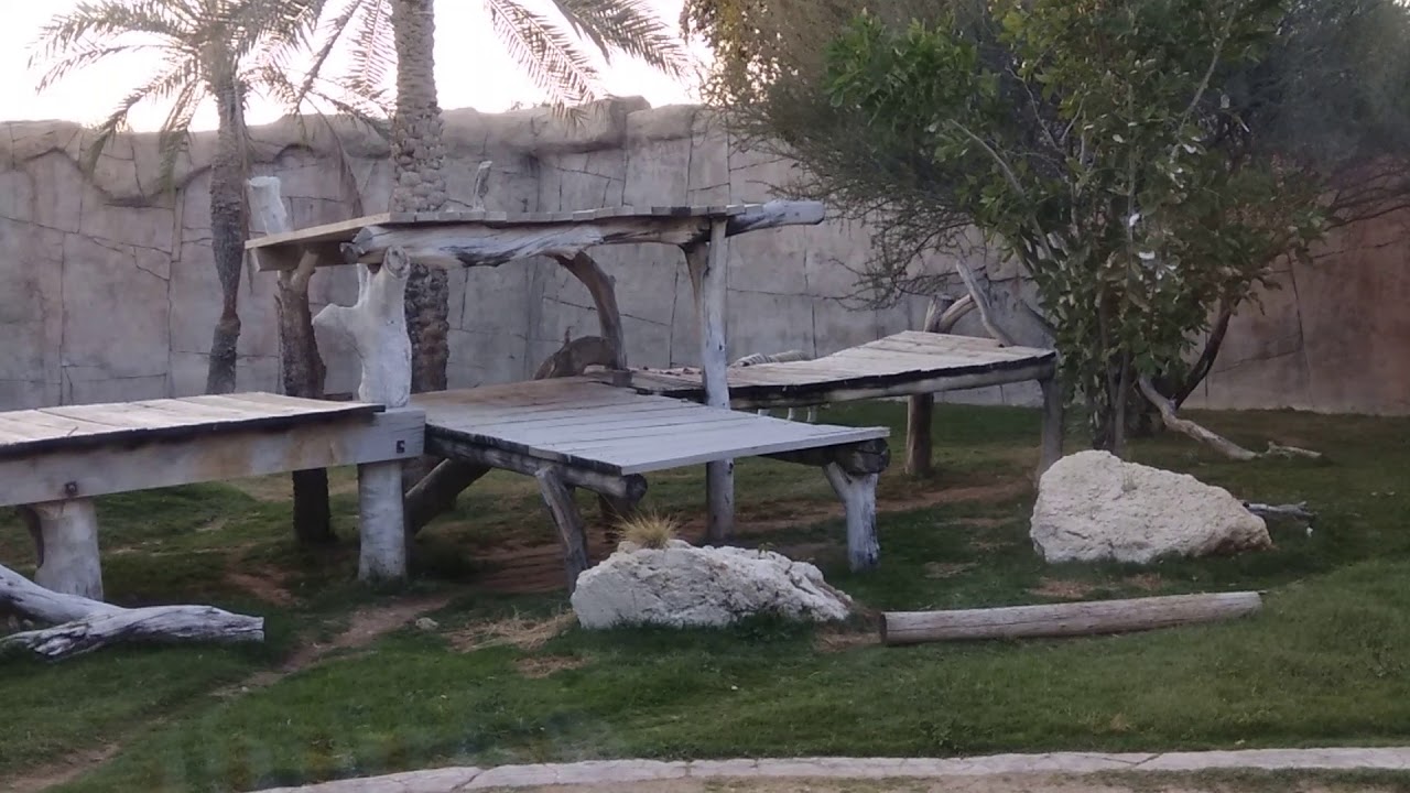 White Tiger In Al Ain Zoo UAE