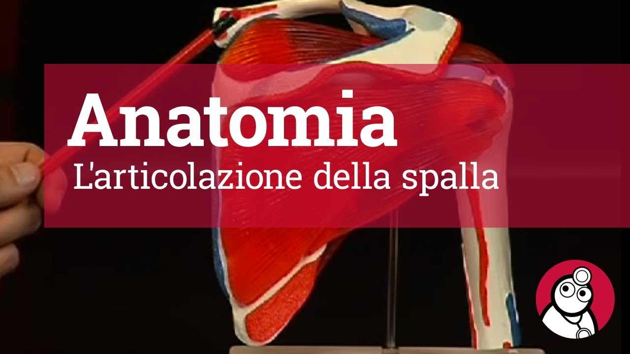Anatomia: L'articolazione della spalla