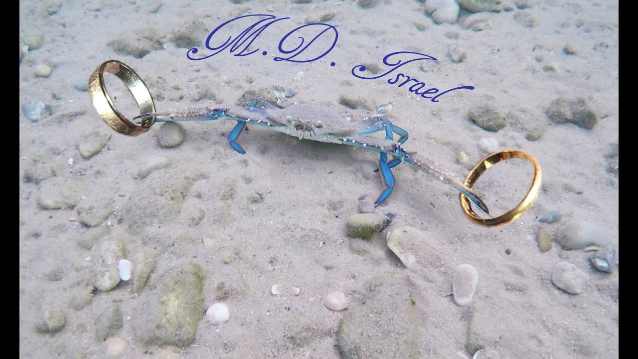 Metal Detecting with minelab safari. Gold,silver rings!