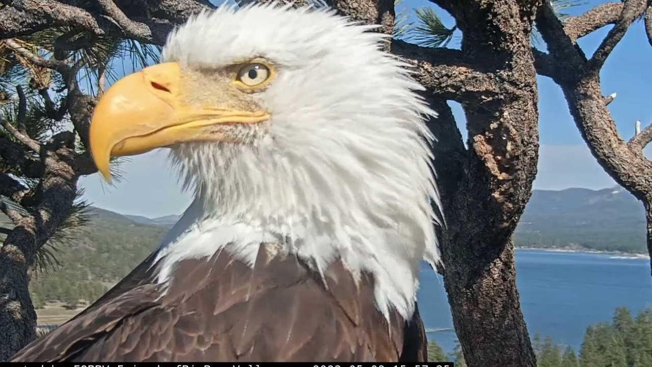 Excitement FOBBV CAM Big Bear Bald Eagle Live Nest - Cam 1 / Big Bear Bald Eagle Wide View - Cam 2