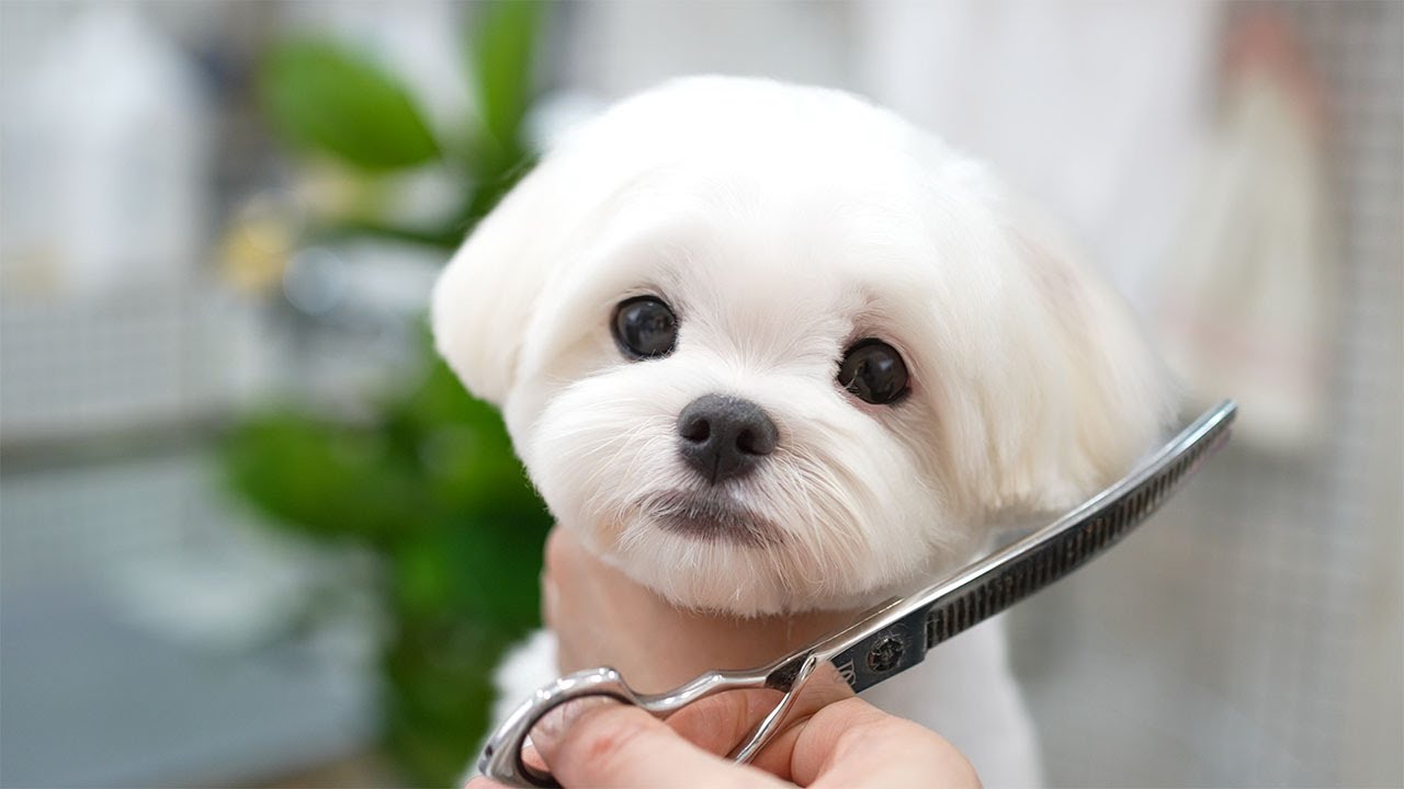 Щенок, который ненавидел стрижки — какое преображение! ✂️🐾 🐶