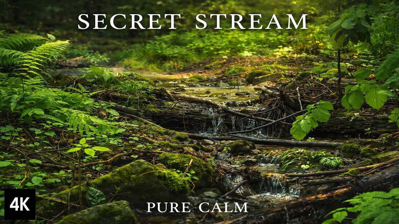 Secret Escape – 8H Hidden Forest Stream for Focus & Calm