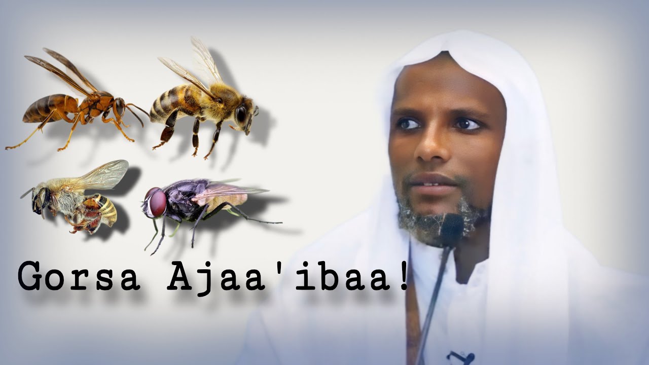 She Abdusalaam Kadiir - Afaan tokkochi murteessaadha!