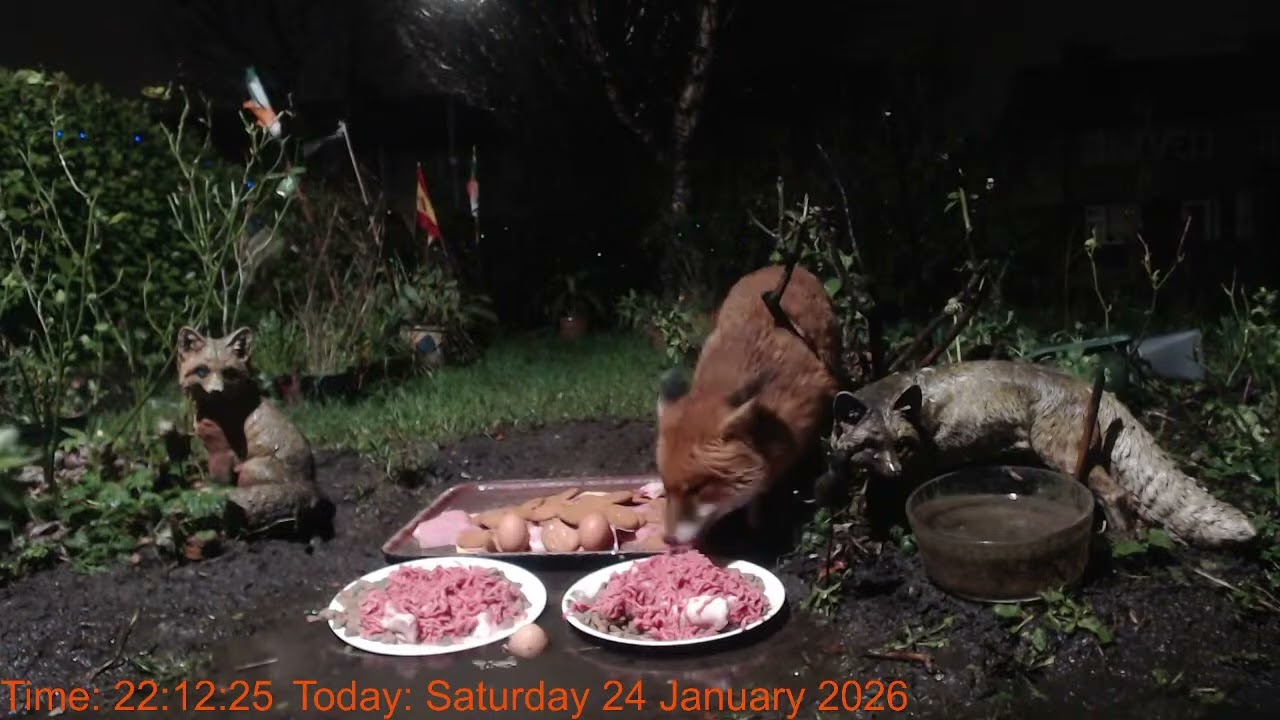 Foxheaven Dublin Ireland Livestream