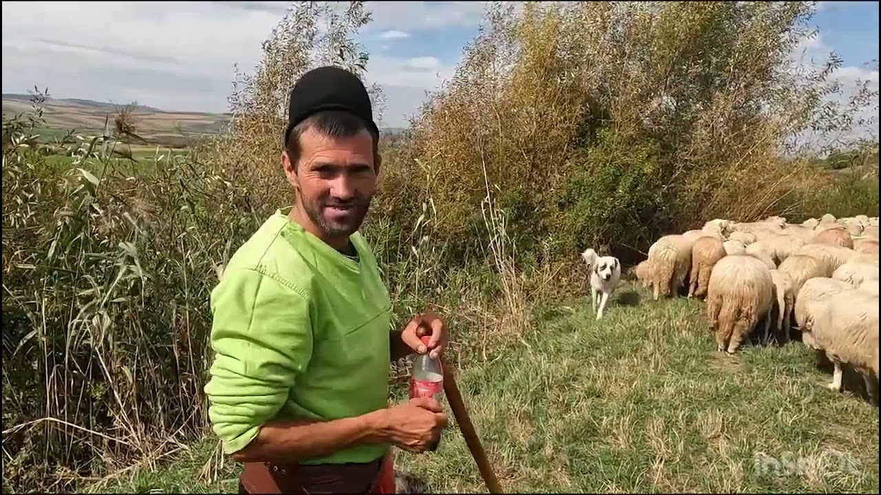 OIL BĂLE DE SUGAG.EMILIAN TALPES NE ARATĂ ȘI EXPLIcA DE CE OILE VARATE LA MUNTE SUNT MAI GRASE