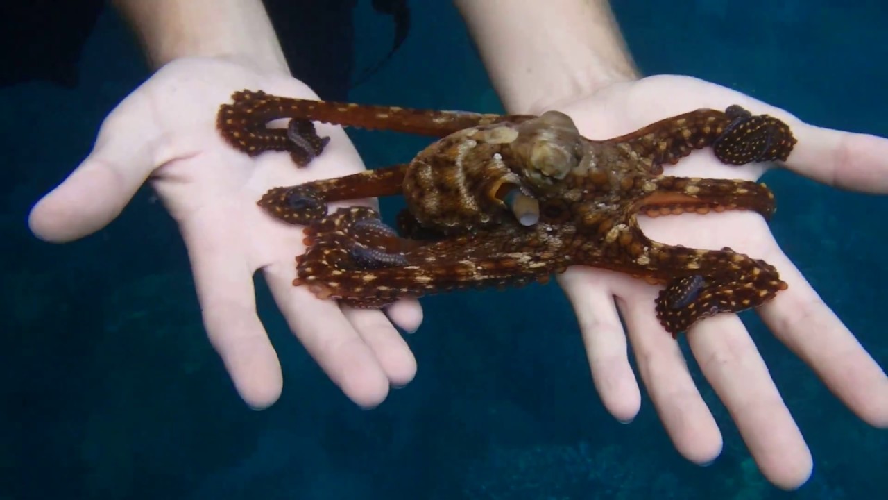 Octopus - Lahaina Pier