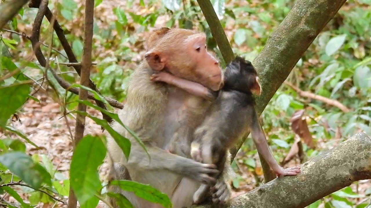 All Babies Free Time To Play But Poor Baby Monkey Misty Still Control By Old Mom Marri