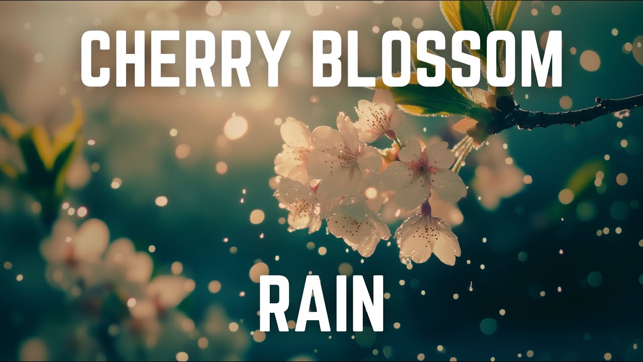 CHERRY BLOSSOM RAIN with SOFT PINK NOISE | 12 Hours | Black Screen | No Midway Ads | Sleep/ Focus