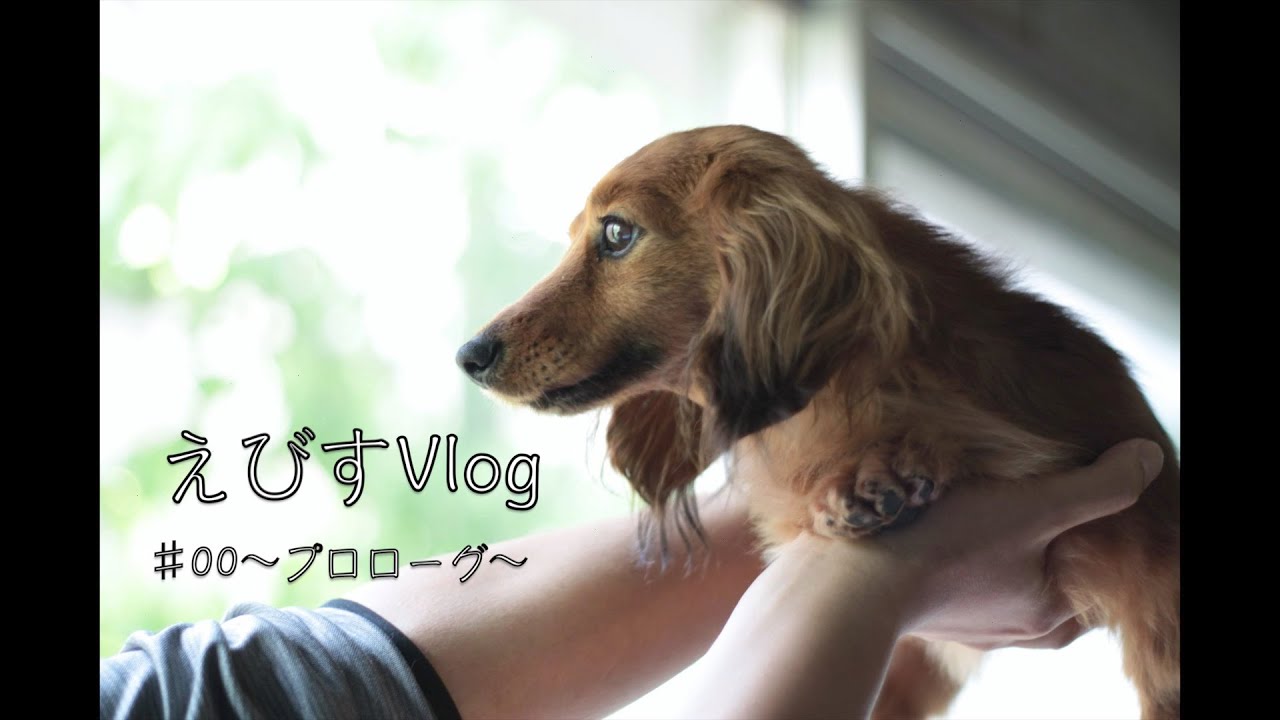 保護犬が家族になった日【カニンヘンダックスえびすの日常】