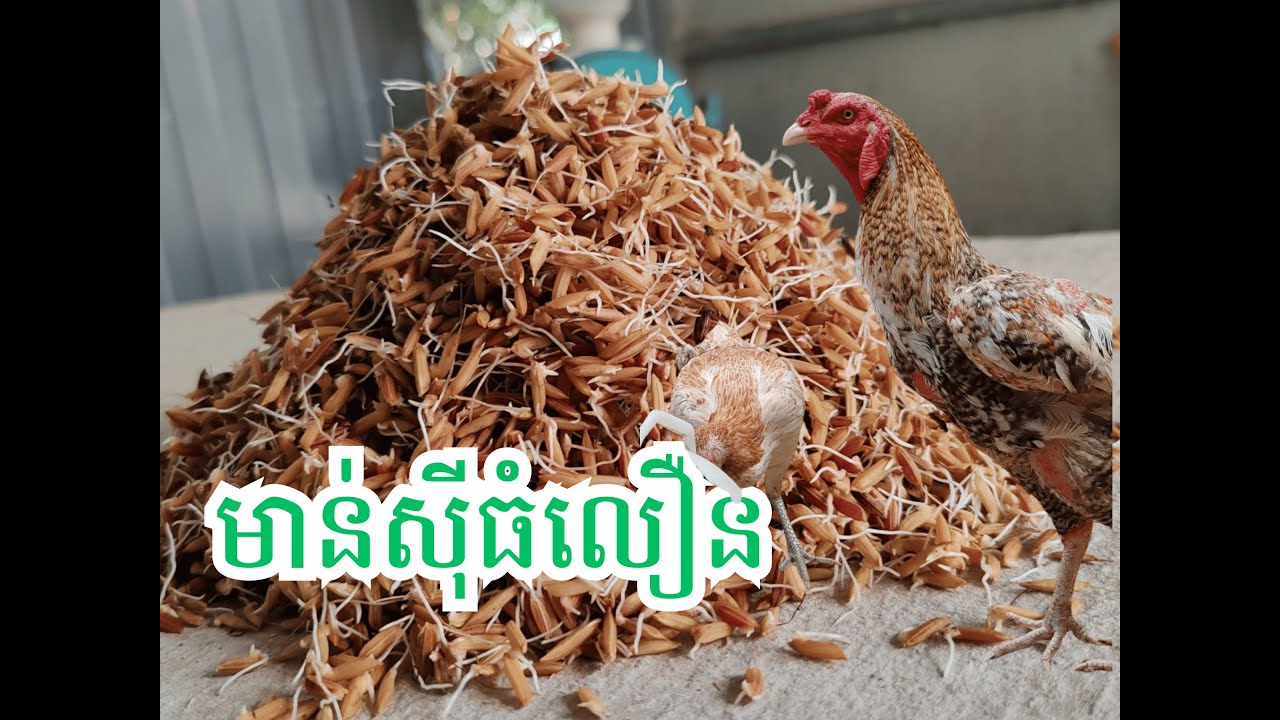 របៀបត្រាំស្រូវឱ្យមាន់ស៊ីធំលឿន | វិធីធ្វើចំណីធម្មជាតិឲ្យមាន់ ងាយៗ សន្សំថ្លៃដើម ចំណេញច្រើន