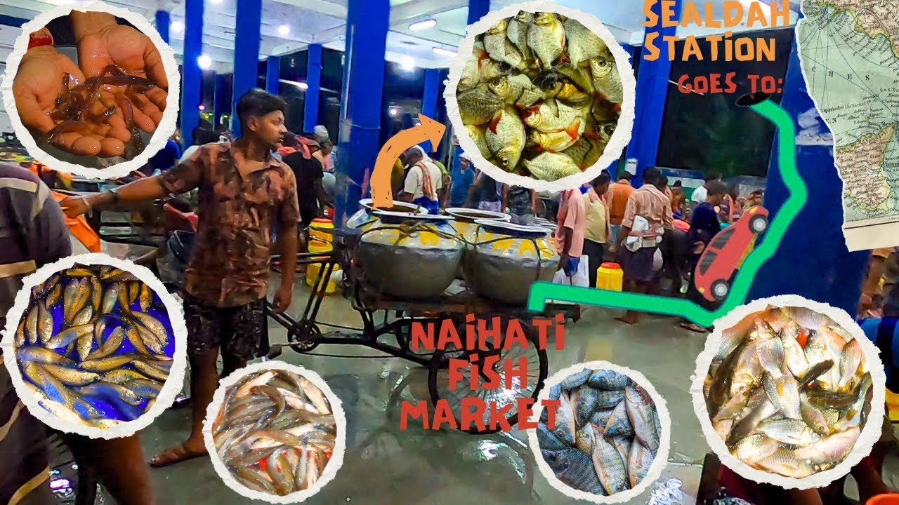 Naihati Fish Seed Market Prices 2025 | Small Fish Business in Rainy Season Begins!