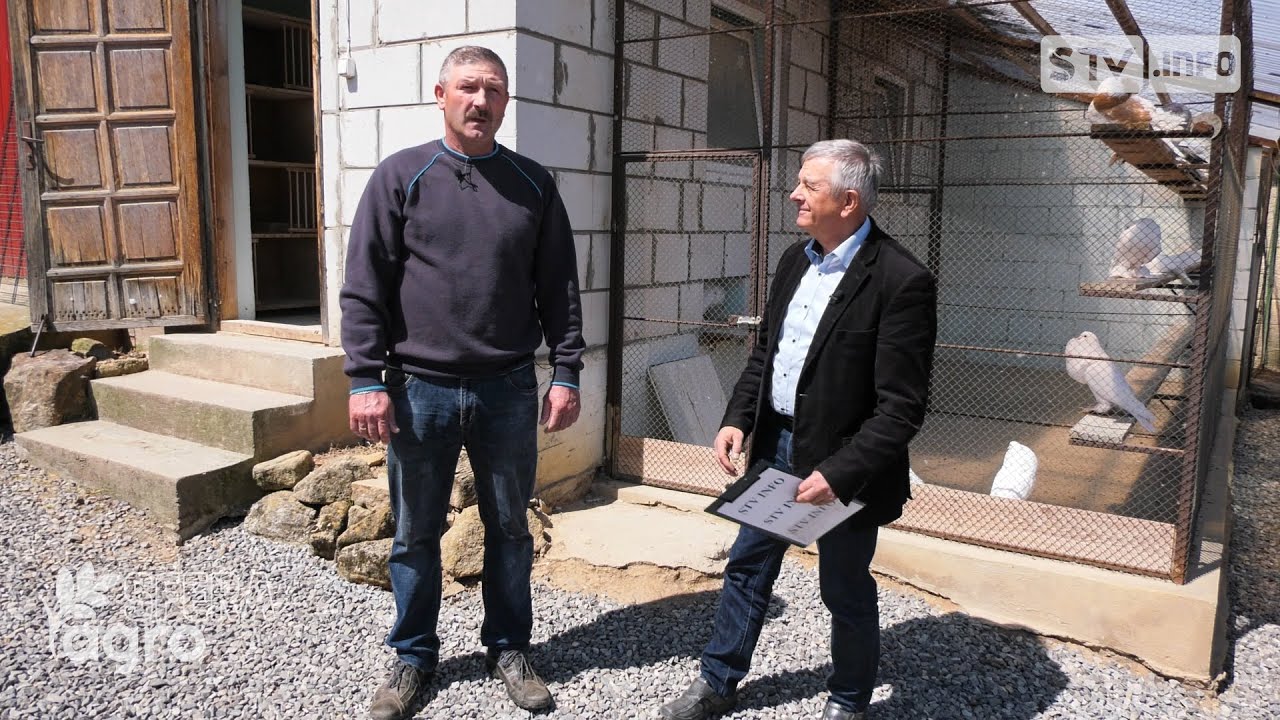 #agroSFERA: Hodowla gołębi ozdobnych u Szymona Żyły w Pielaszowie