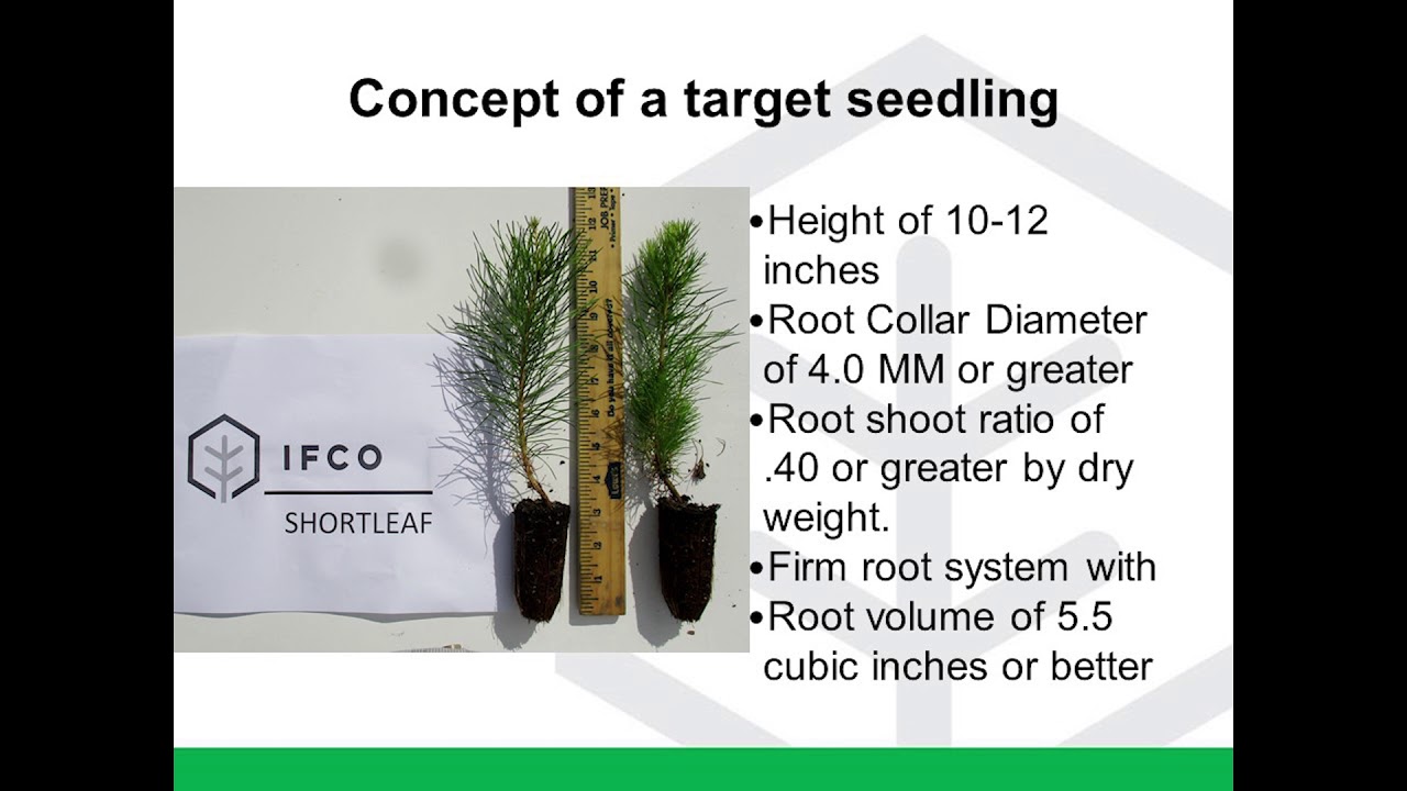 Shortleaf Seed Production & Quality Seedlings