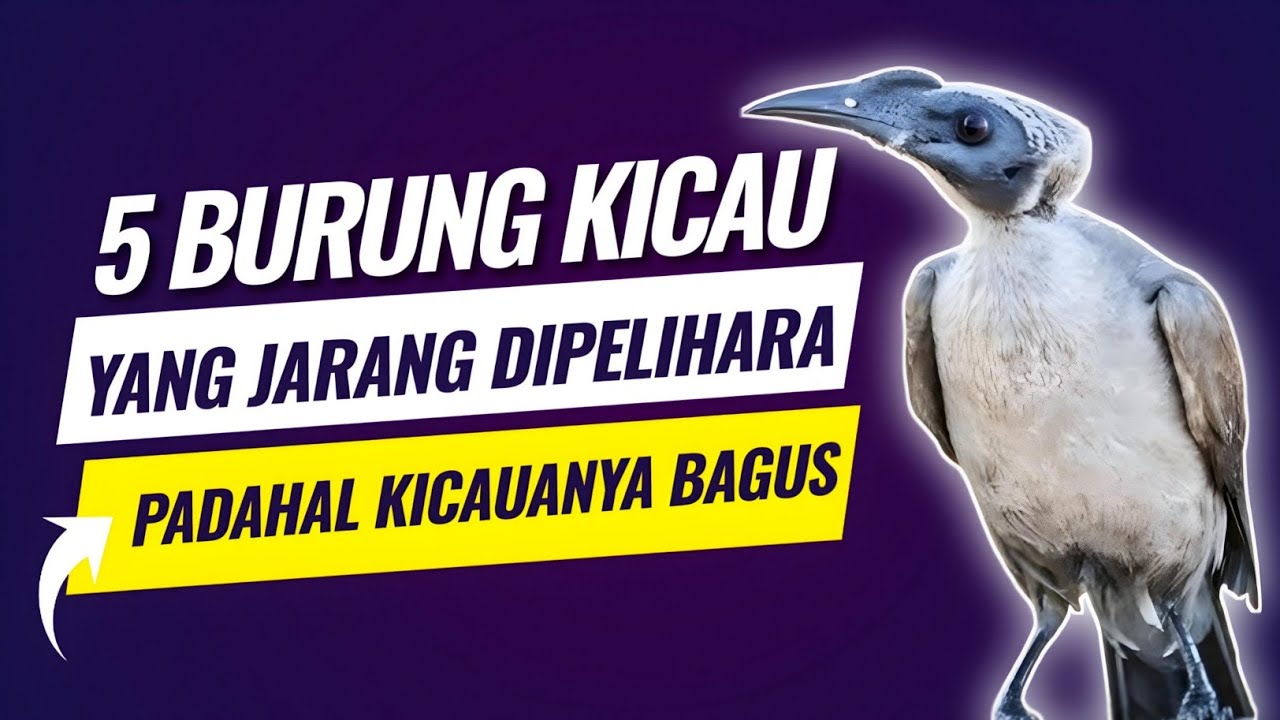 5 Jenis burung kicau yang jarang dipelihara padahal kicauanya merdu