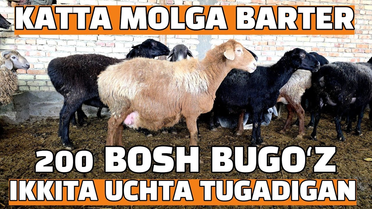 BUGOʻZ QOʻYLA SOTILADI 3.500 000 SOʻMDAN 7.000 000 SOʻMGACHA BUXORO JONDOR KOʻSALA