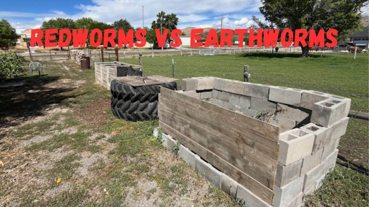 Why am I raising redworms and not earthworms: Vlog #415