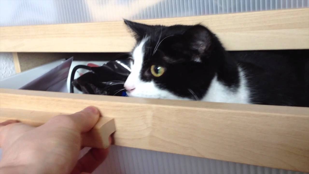 KATZE im Schrank & Kaninchen aufm Bett | Die Meeries