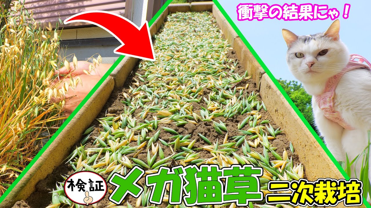 通常の6倍長く育てた巨大猫草の種を蒔いたら発芽率が驚愕レベルだった！【キャットグラス種蒔き検証その②】