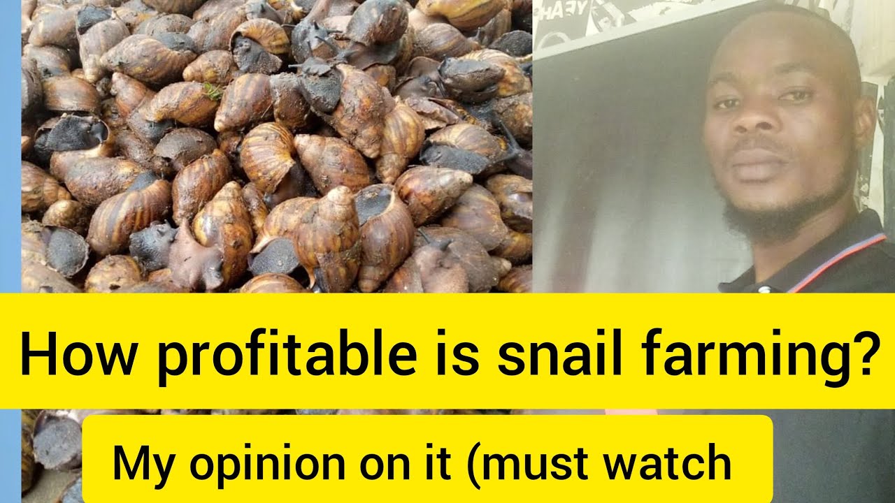 SNAIL FARMING: IS IT REALLY PROFITABLE? 🤔