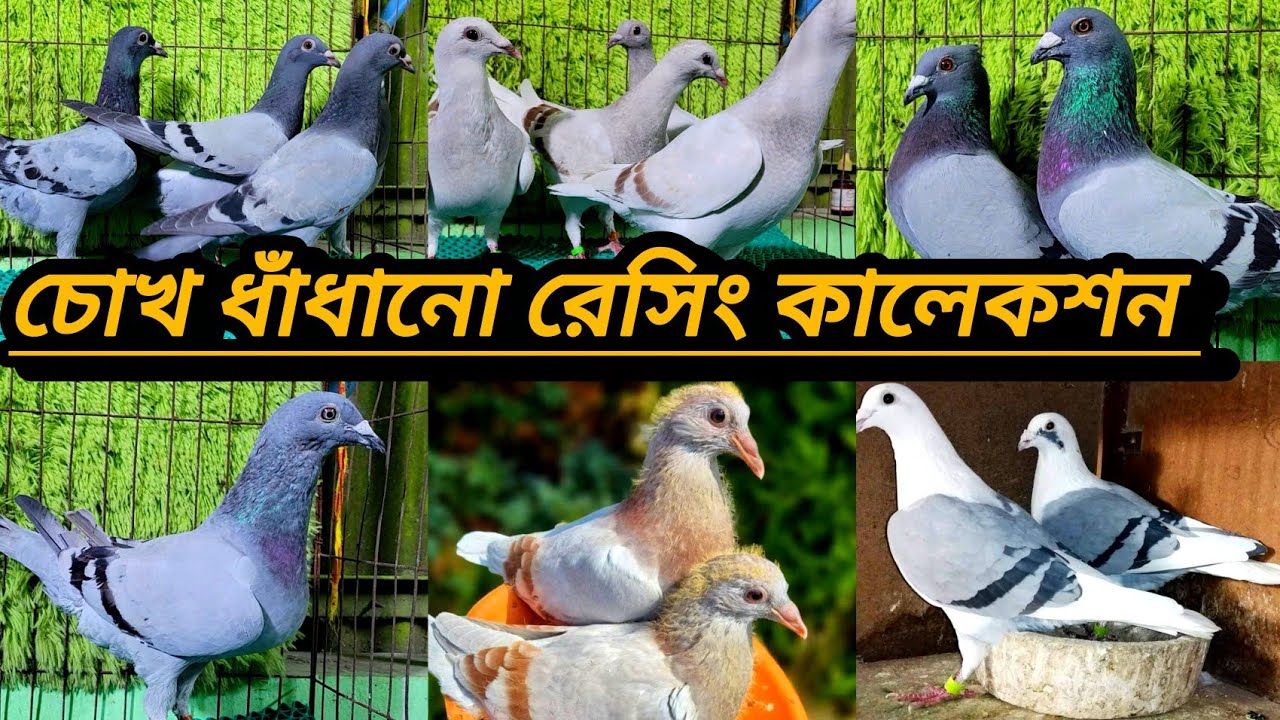 টপ কোয়ালিটি রেসিং বেবি কালেকশন করুন শাওন ভাইয়ের কাছ থেকে অরজিনাল ক্লাবের রেসার কবুতর 