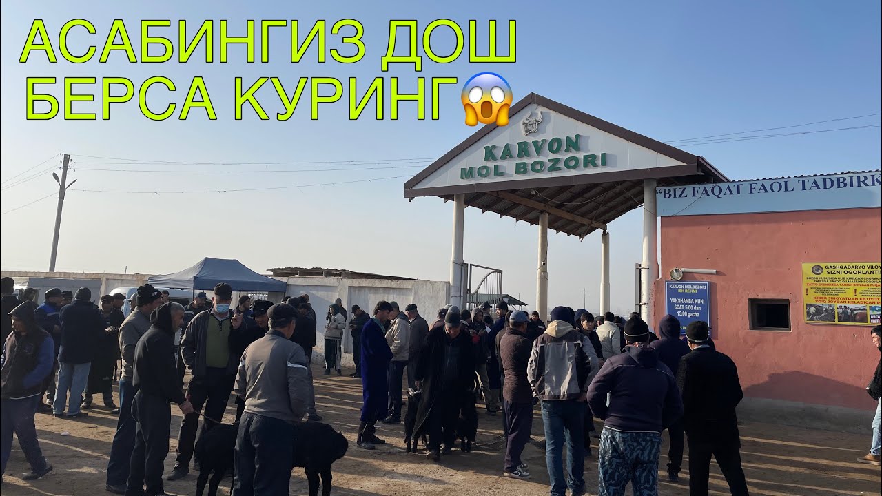 КАРШИ КАРВОН МОЛ БОЗОРИ НАРХЛАРИ 2026-ЙИЛ 24-ФЕВРАЛ! QARSHI KARVON MOL BOZORI NARXLARI 23-FEVRAL!