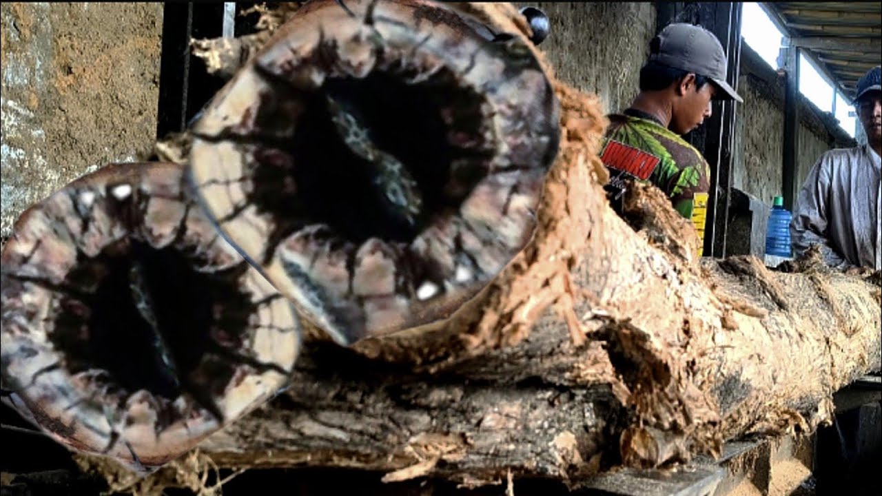 Exposed || Here's Evidence of Stolen Wood Sawed at a Sawmill