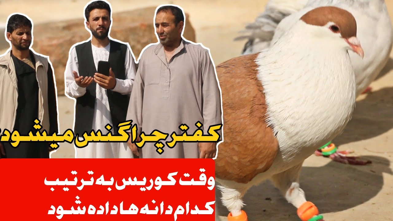 زمان کوریس به ترتیب کدام دانه ها داده میشود/ کفتر چرا گنس میشود/ کفتر بازی با پهلوان رازی