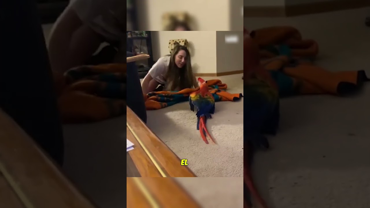 Reacci&oacute;n Graciosa de Guacamaya #shorts