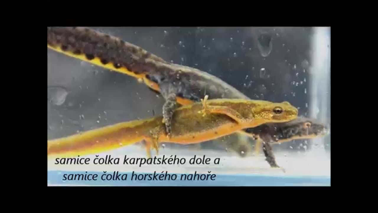 Triturus alpestris, Triturus montandoni (čolek horský a čolek karpatský) 29.5.2014 DSC_1320