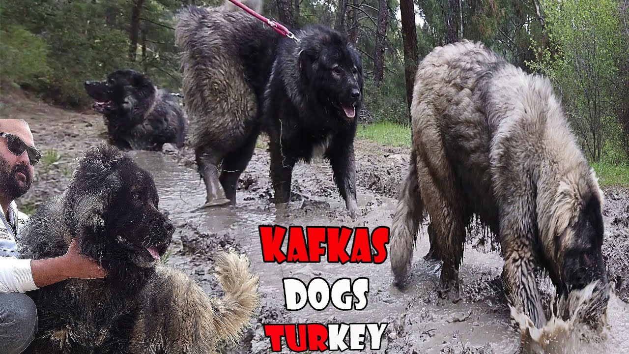 THE PETTY OFFICER HAS A GIANT - CAUCASUS SHEPHERD DOG - LION - MEANING
