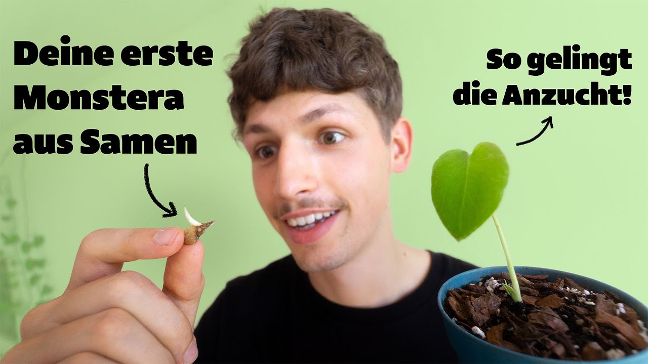 Monstera deliciosa aus Samen ziehen - Tipps zu Samen, Standort, Substrat, Gießen und Topf