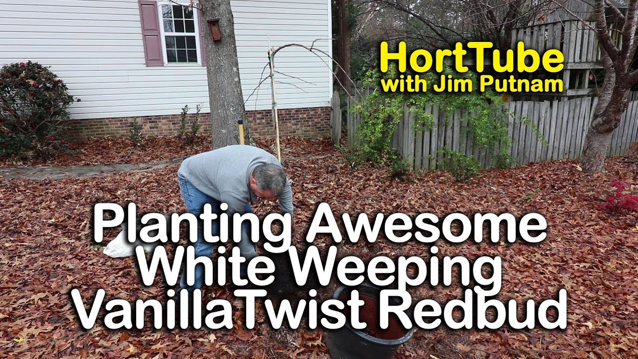Planting Amazing White Weeping Vanilla Twist Redbud Tree - Cercis canadensis