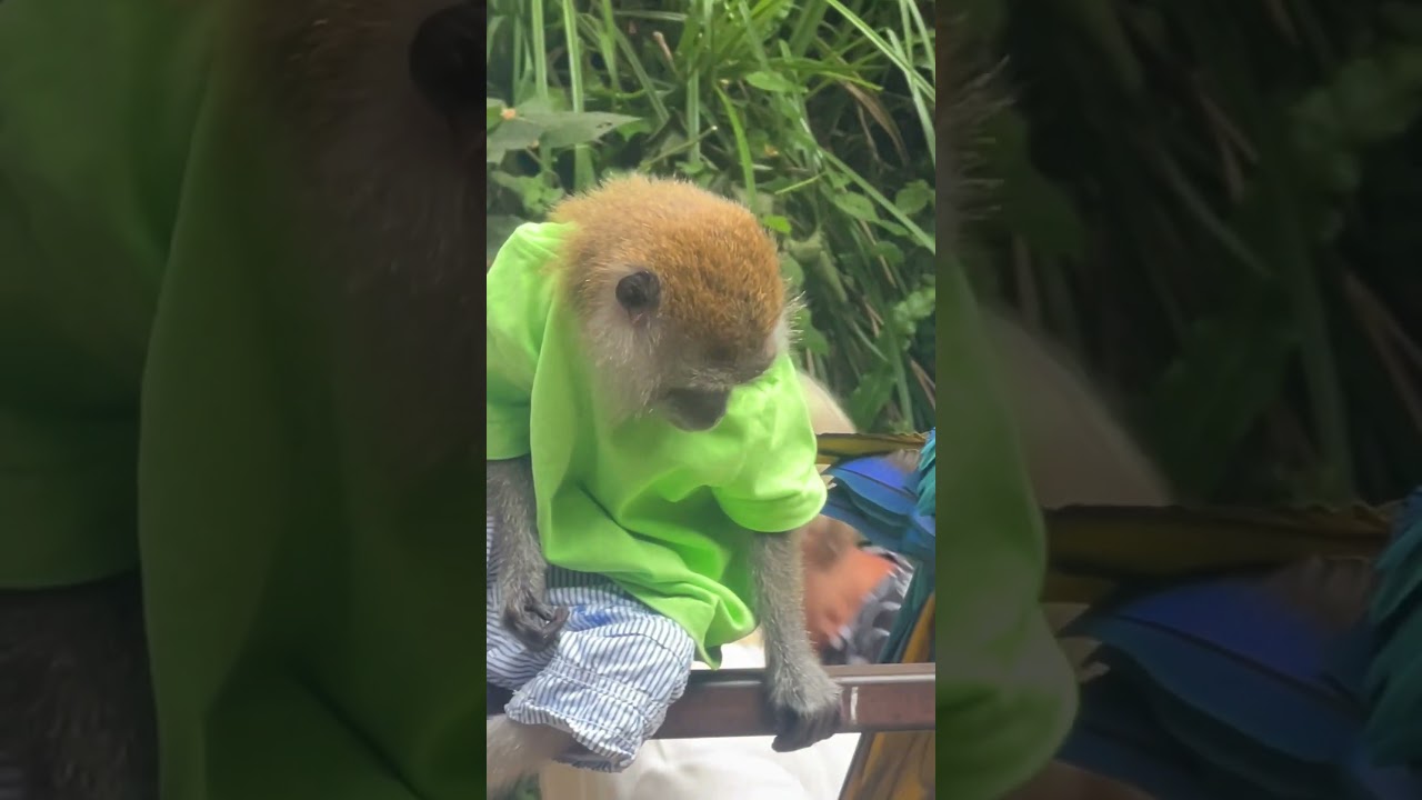 Parrot and monkey 🦜  🙉