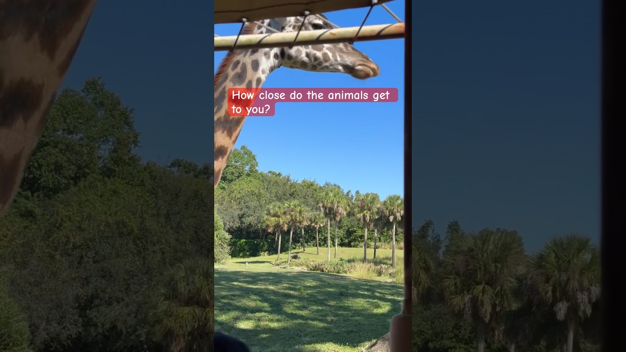 Kilimanjaro Safari at Animal Kingdom (Disney World)
