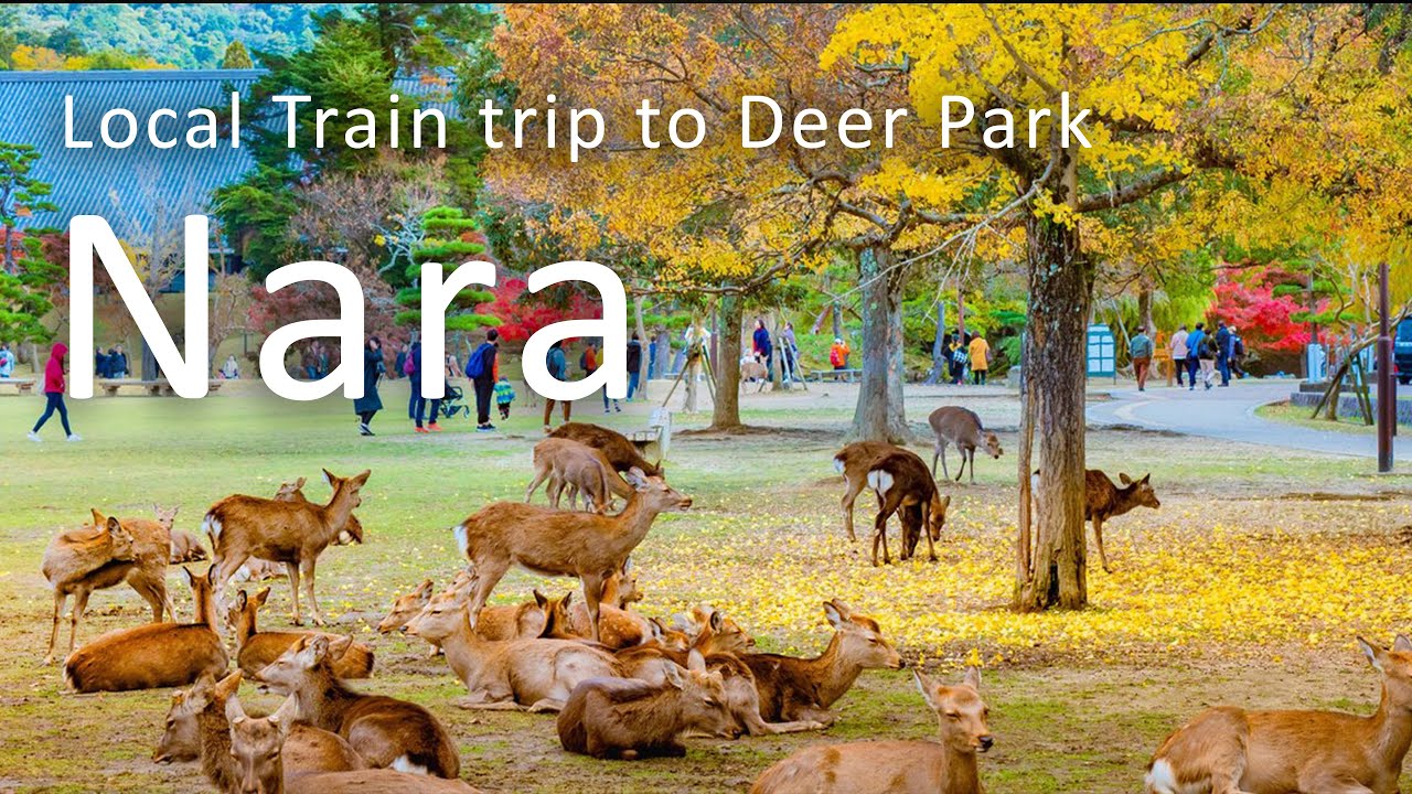 Local Train Trip to Nara Deer Park  Nara  | JAPAN TRAVEL VLOG