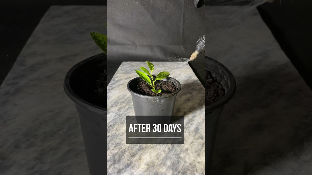 Ultimate Guide: Growing Lemon Trees from Seeds | DIY Lemon Tree Planting Tips