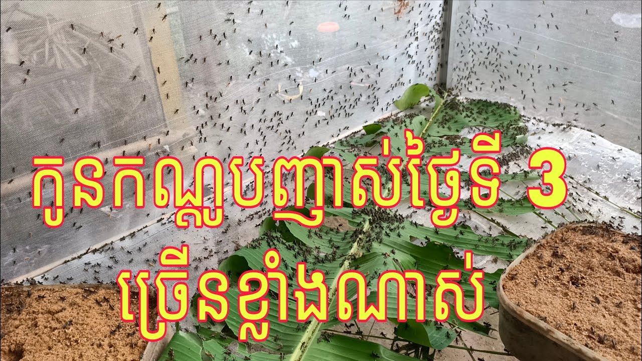 កូនកណ្ដូបញាស់ថ្ងៃទី 3 ច្រើនខ្លាំងណាស់ #របៀបចិញ្ចឹមកណ្ដូប