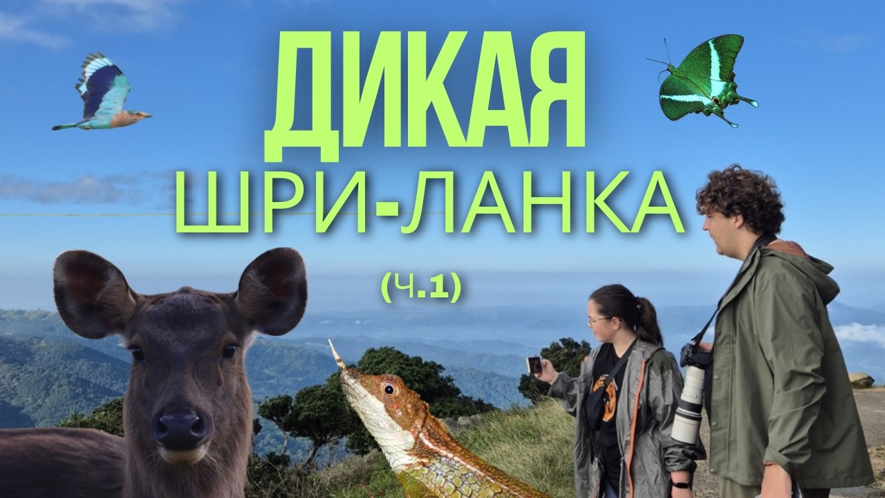 Дикая Шри-Ланка - влог натуралиста (ч.1) // Wild Sri Lanka - Wildlife Vlog pt. 1