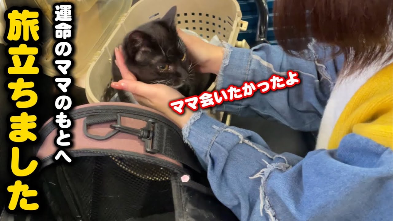 ゴミ屋敷で育った子猫と泪の別れ