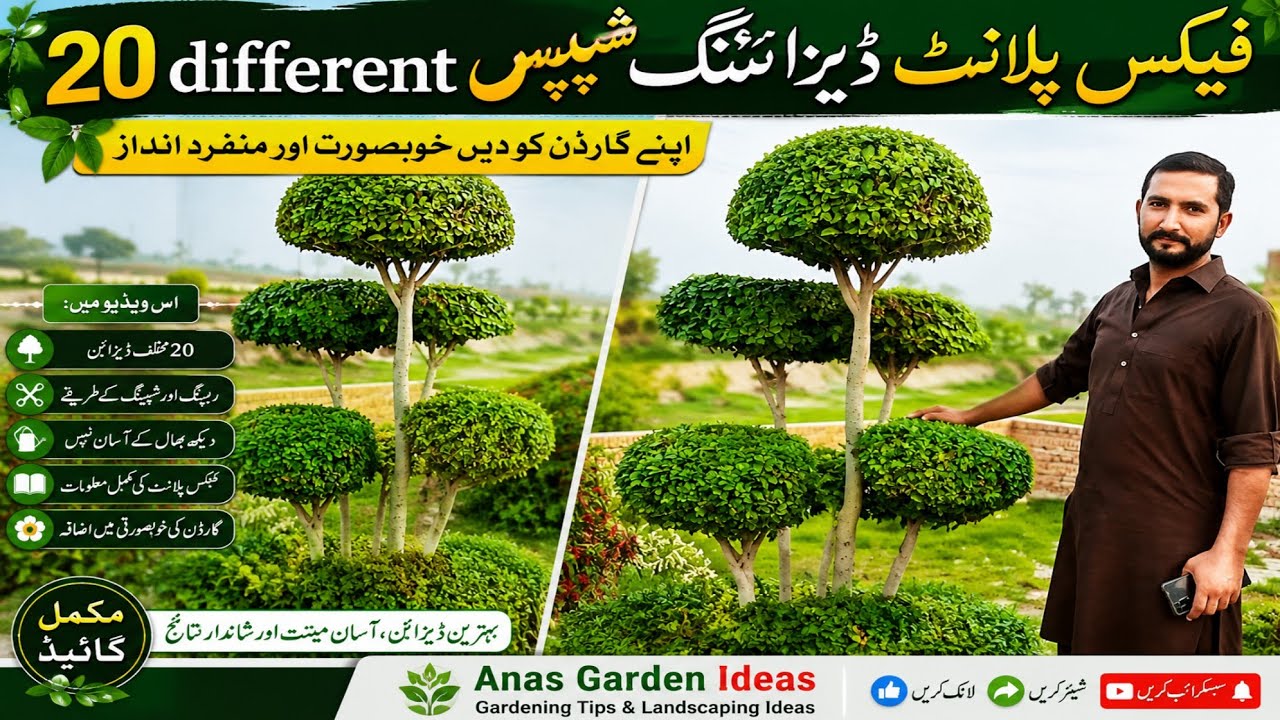 Ficus Plant Ko 20 Khubsurat Shapes Dena: Outdoor Paudon Ki Designing Aur Care Tips