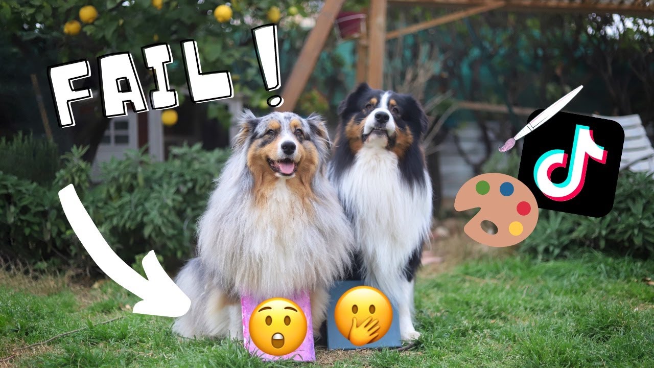DIY : JE TESTE UNE ASTUCE TIKTOK AVEC MES CHIENS ♡