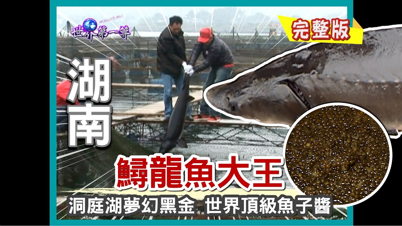 【湖南】鱘龍魚大王 世界頂級黑金卵（洞庭湖湖怪 會叫的黃骨魚／鐵砂掌奇人 徒手炒菜／現採魚子醬）｜《世界第一等》288集小馬完整版