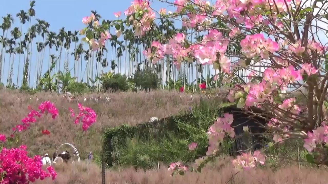 台灣四處趴趴走 南投中寮粉紅山丘賞花一日遊