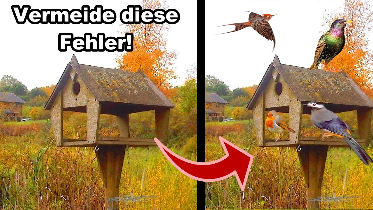 Warum keine Vögel zum Vogelhaus kommen!