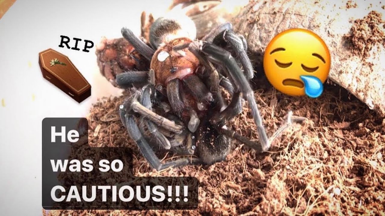 These FEMALE TARANTULAs are ALWAYS EATING my MALEs !!! Ugh!