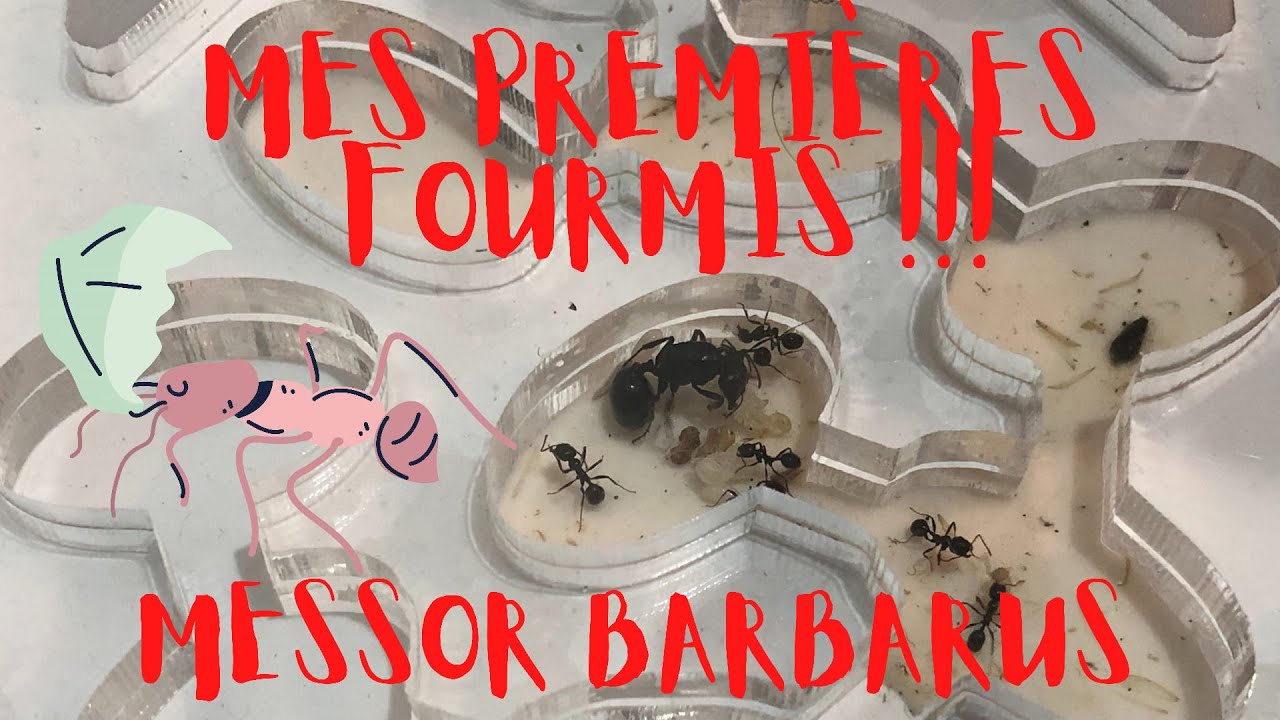 MES PREMIÈRES FOURMIS !!! - MESSOR BARBARUS #1