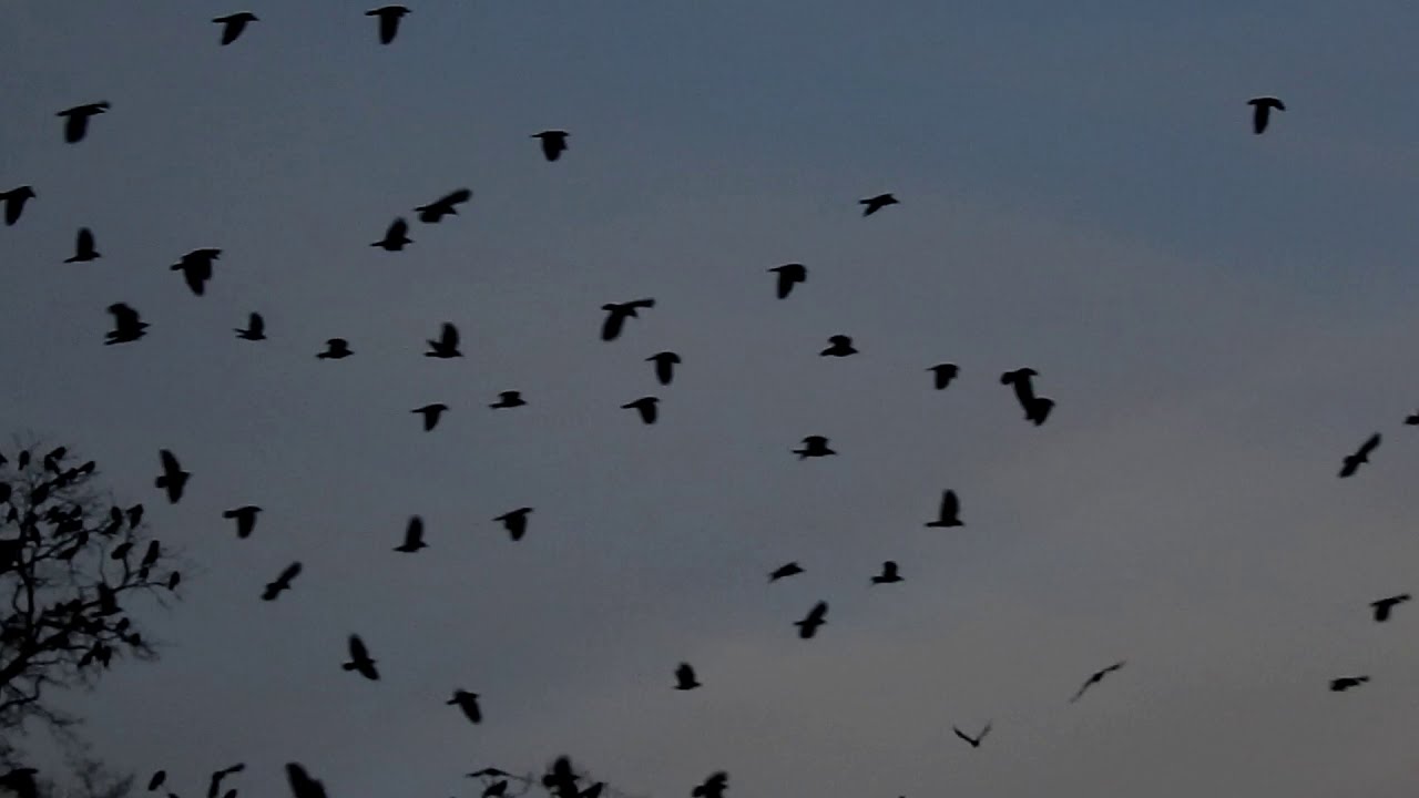 KROUŽEN&Iacute; HAVRANŮ - Havran poln&iacute; (Corvus frugilegus)